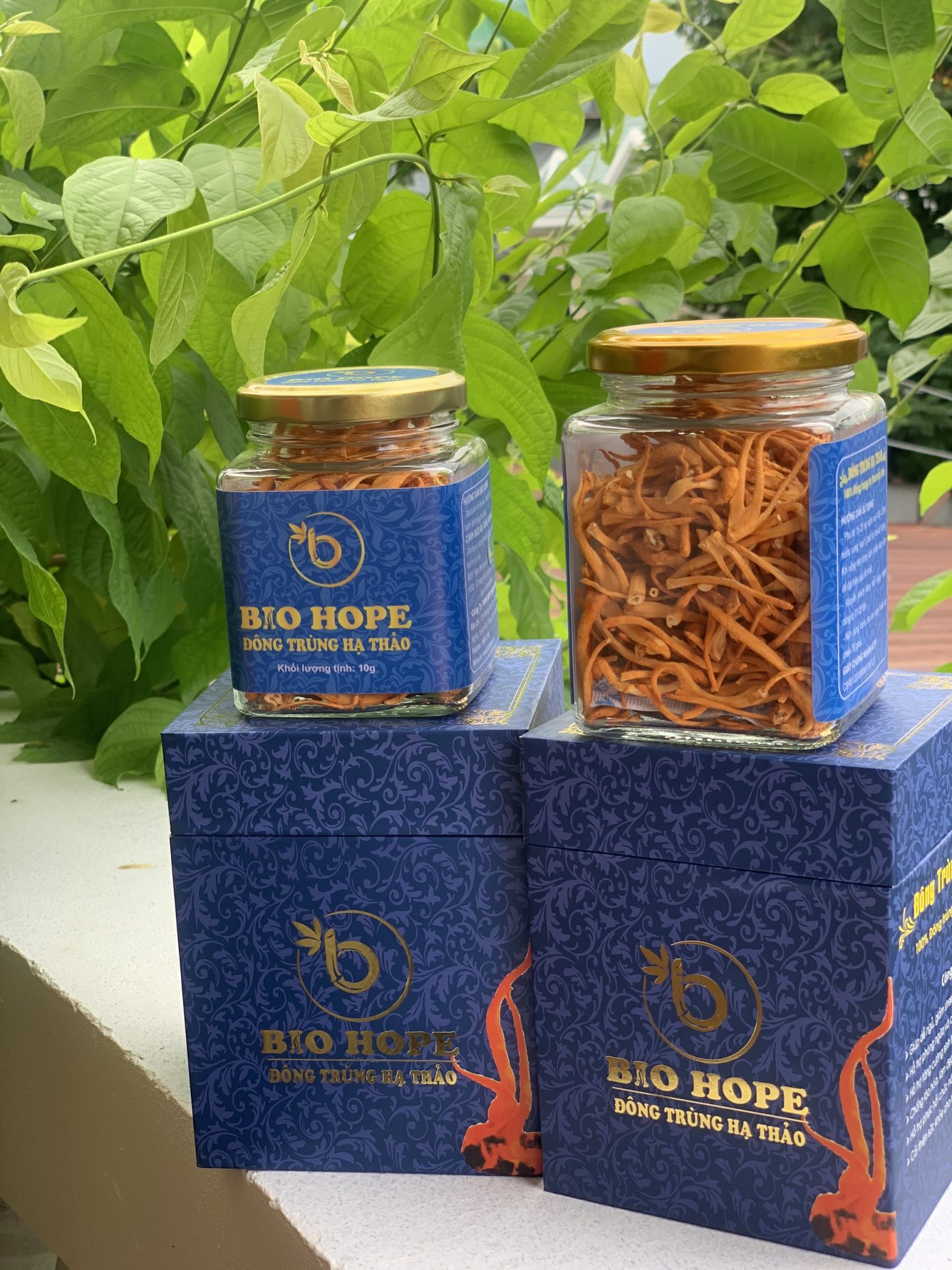 Đông trùng hạ thảo BIO HOPE 10g (gram)