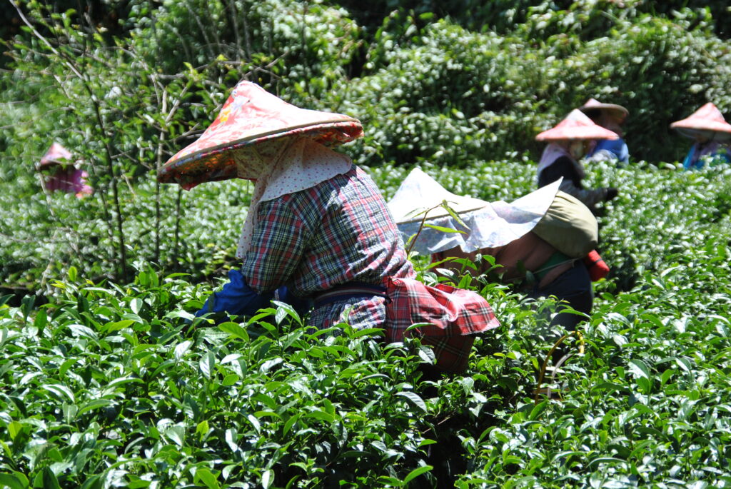 Nghệ thuật thưởng trà - thú vui tao nhã của người Á Đông